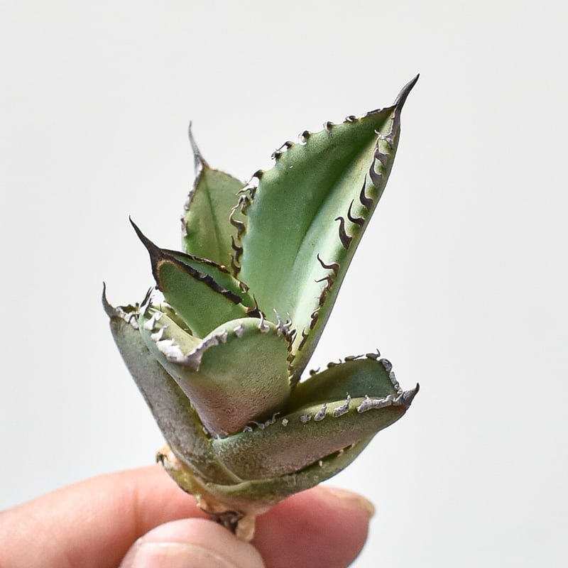 アガベ チタノタ DENNIS040 デニス040 