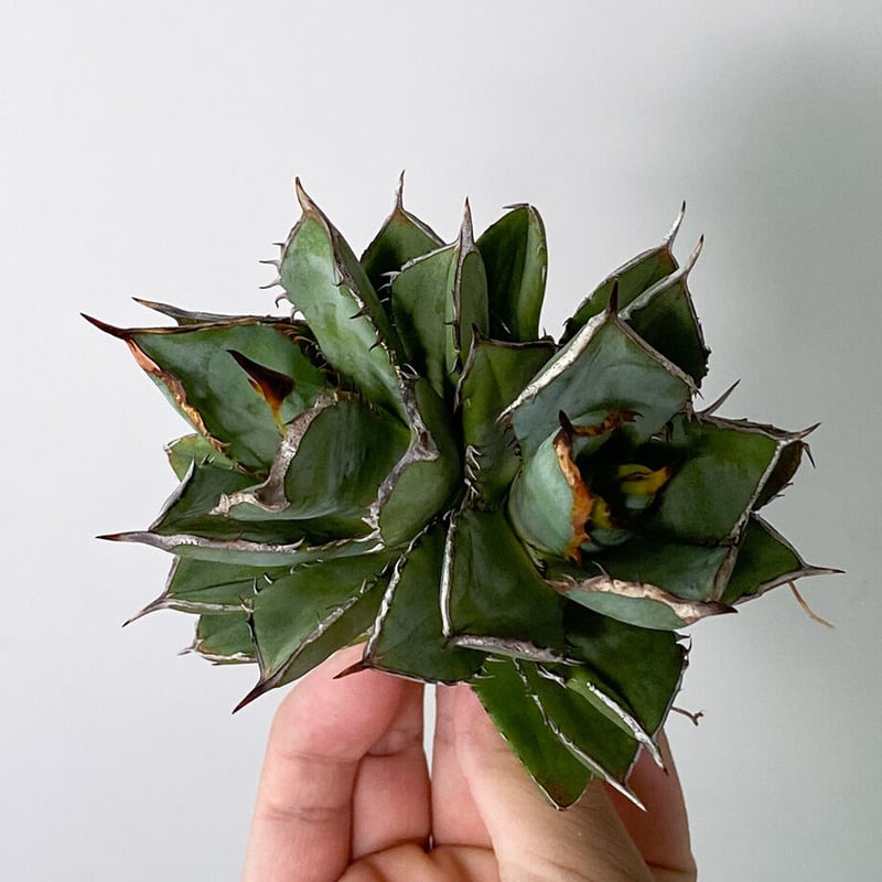 ダブルヘッド】アガベ チタノタ タワーオブバベル (抜き苗販売