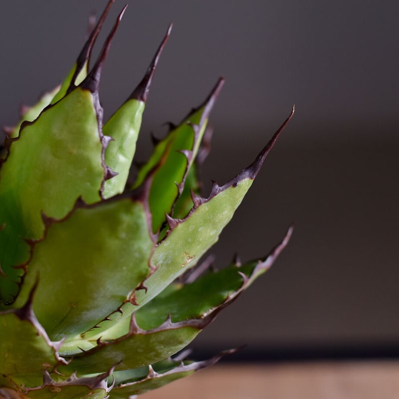 アガベ ホリダ（抜き苗）【早い者勝ち！輸入したばかりのスペシャル株