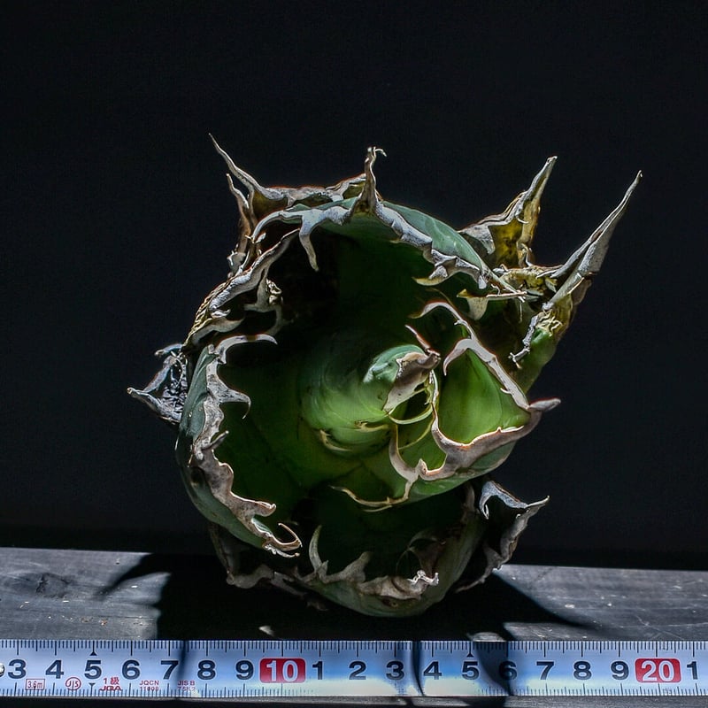 アガベ オアハカ 