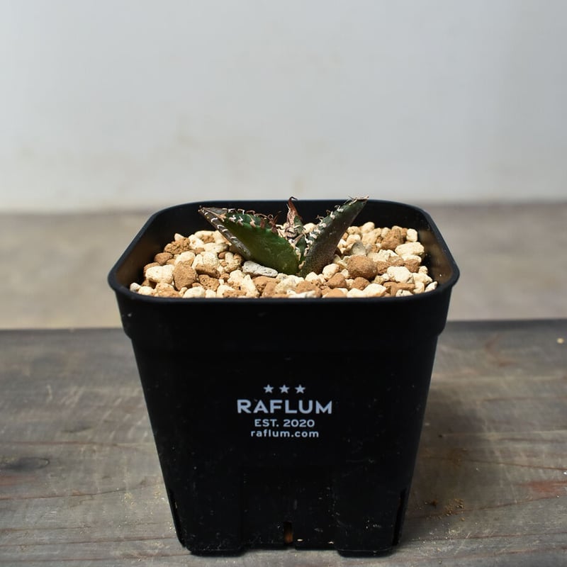 アガベ チタノタ 