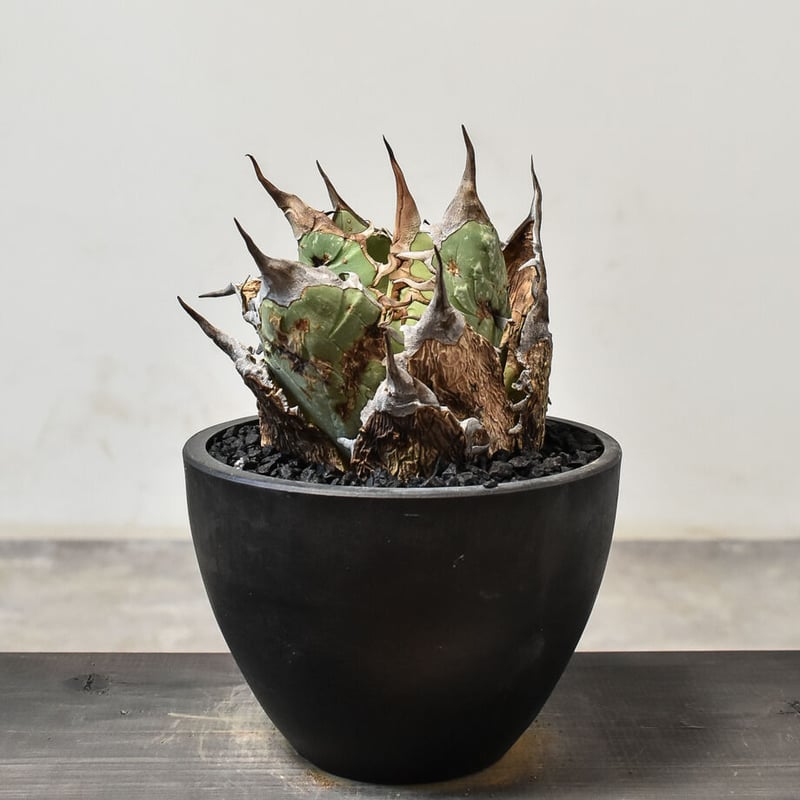 アガベ オアハカ 