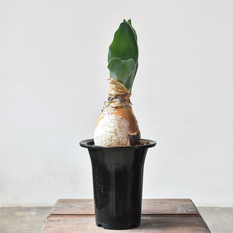 ブーファン ハエマンソイデス 【発根済み】HK2402555(T) | RAFLUM