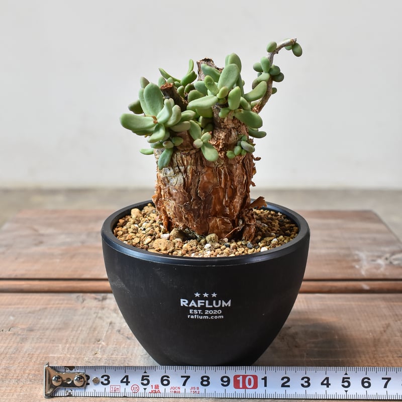 ケラリア ピグマエア 【発根済】A | RAFLUM / ラフラム｜東京、大阪の