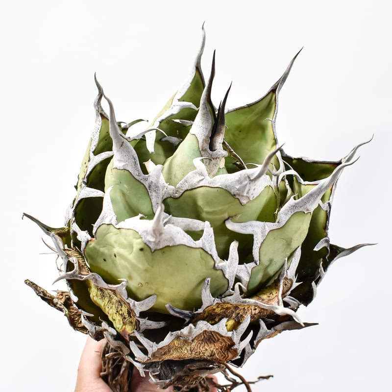 アガベ チタノタ 