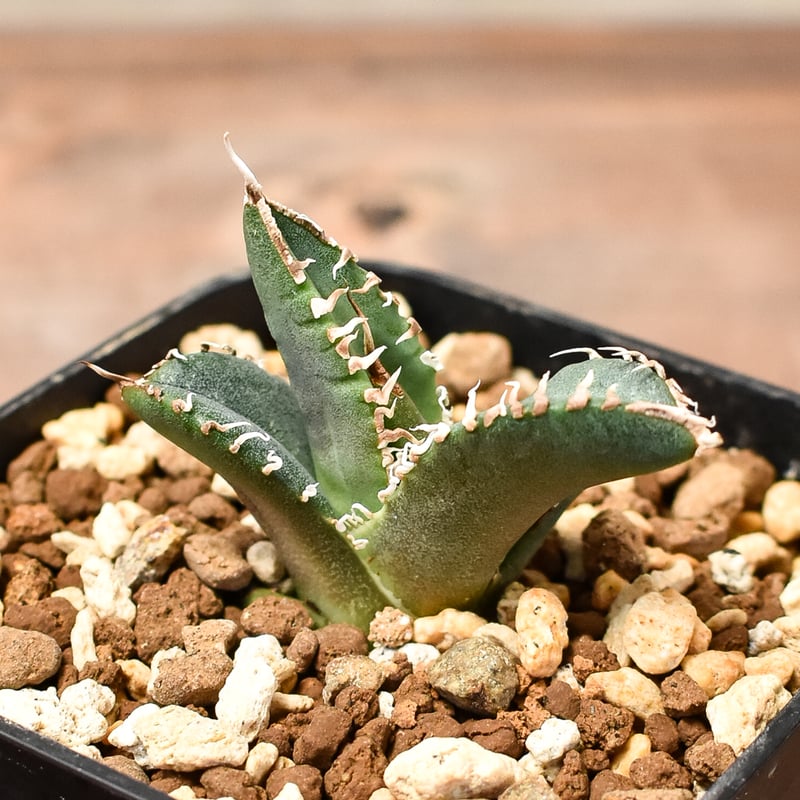 RAFLUMコレクション子株】アガベ チタノタ 