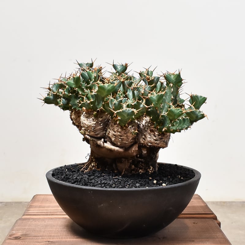 ユーフォルビア クラビゲラ 大株【発根済み】GS2400288(T) | RAFLUM