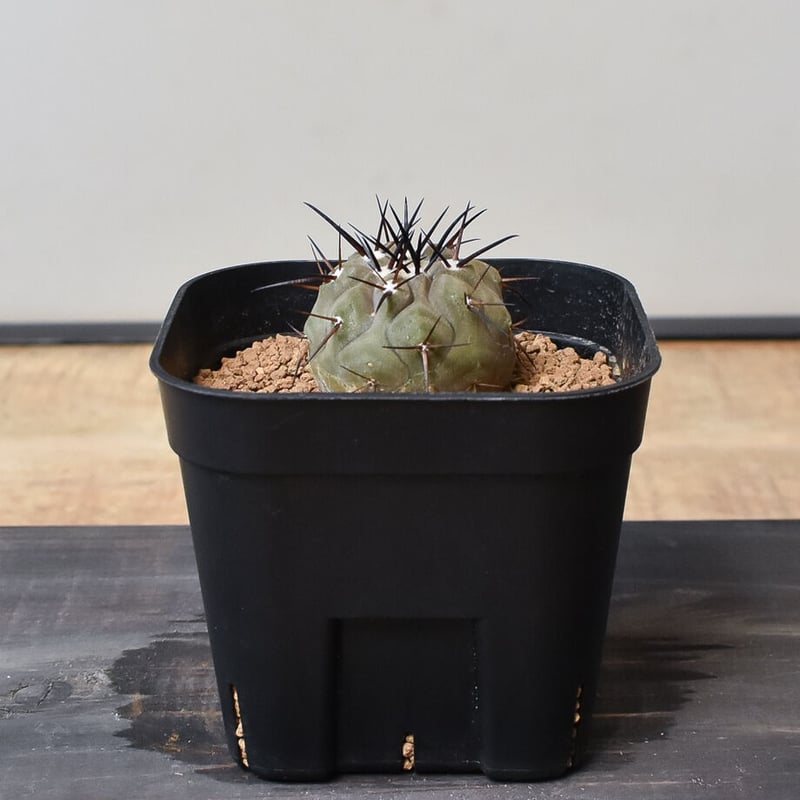 コピアポア シネレア 