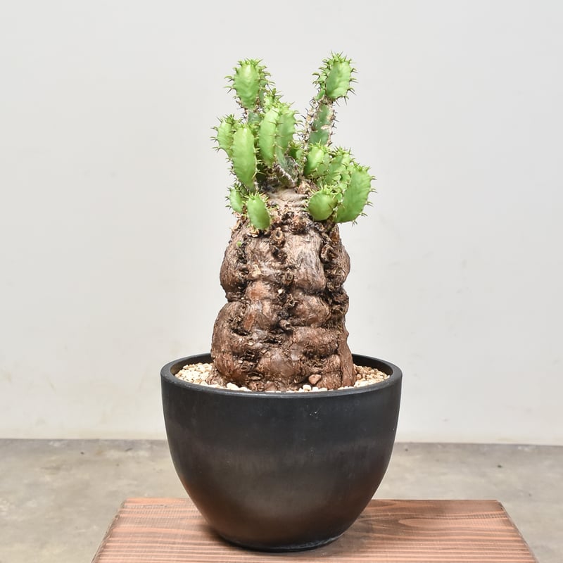 ユーフォルビア ムランジーナ 【発根済み】RF231966(T) | RAFLUM