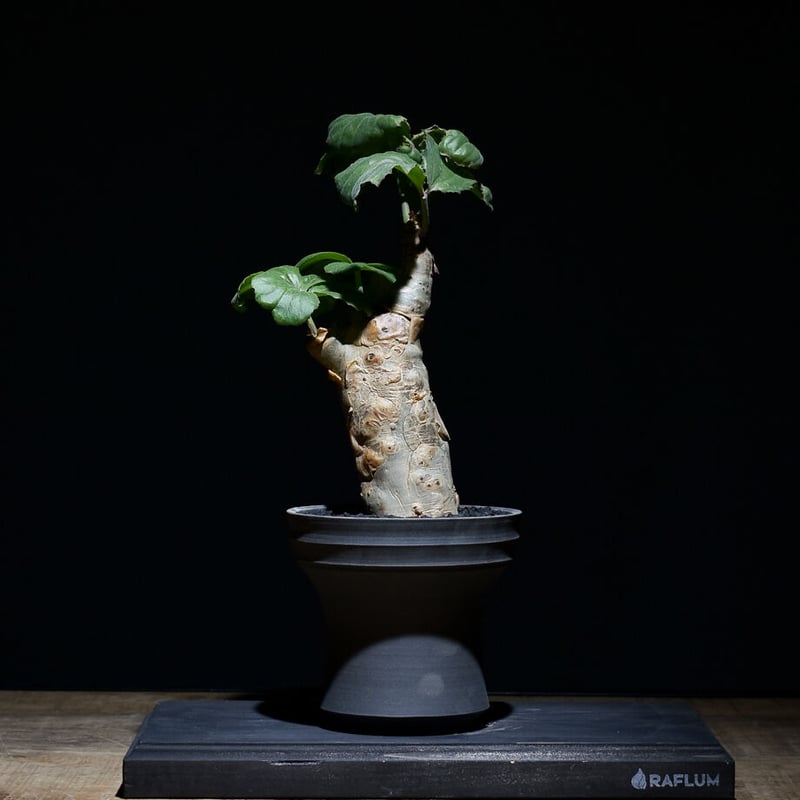 キフォステンマ ベティフォルメ （発根済み）【ソマリア産】RF22726