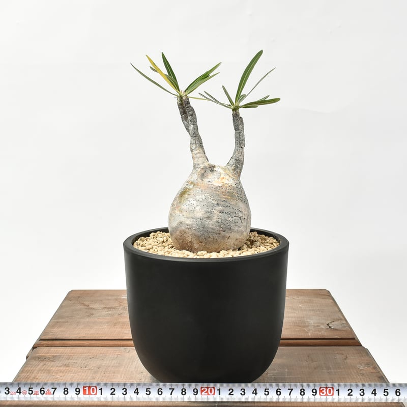 パキポディウム グラキリス 【現地球/発根済み】HK2402615 | RAFLUM