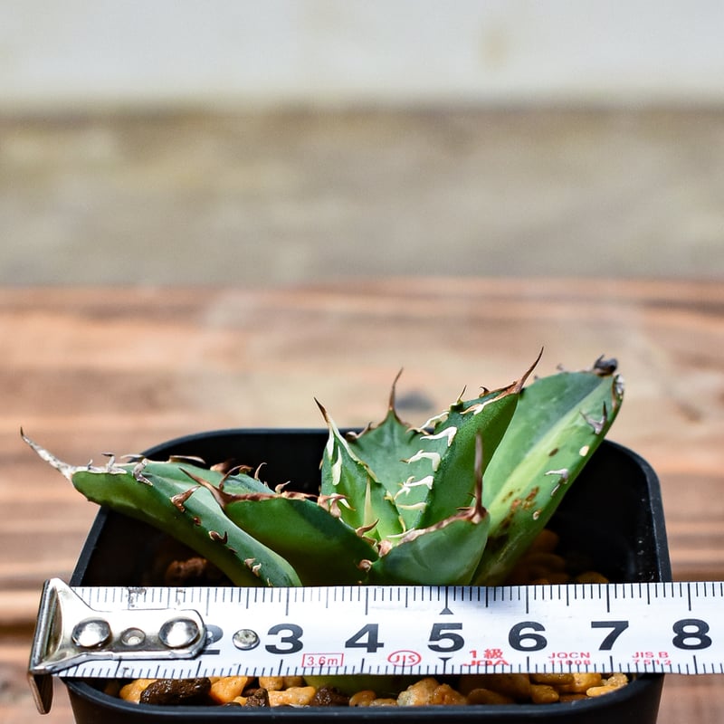 レア株】アガベ チタノタ 