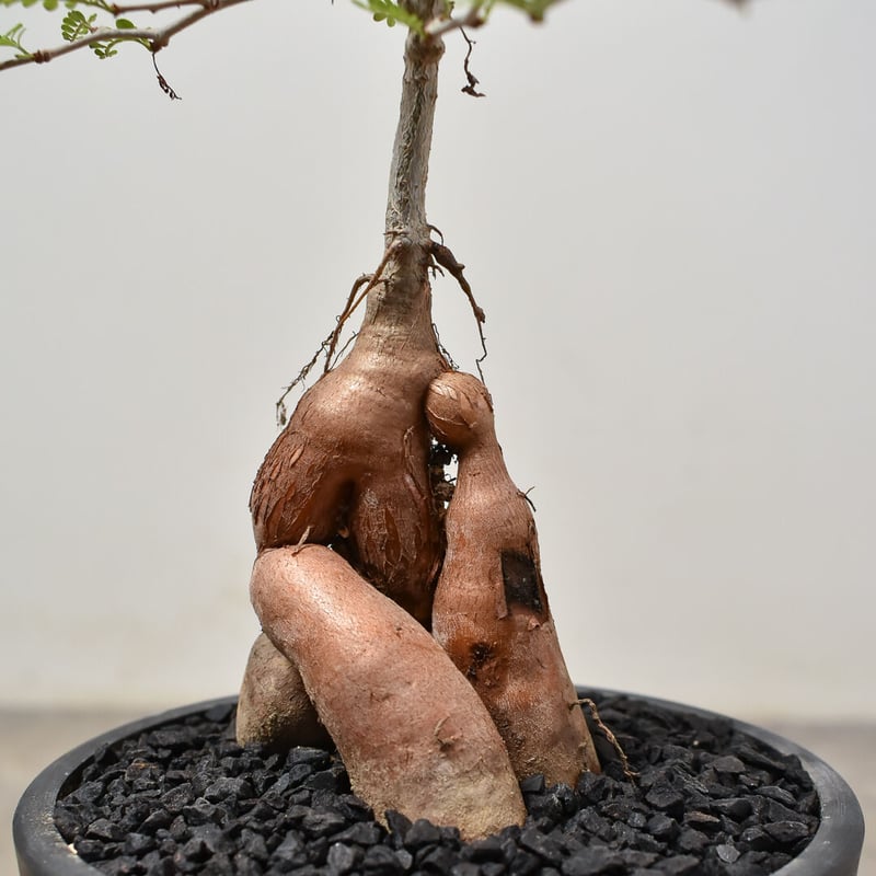 オペルクリカリア パキプス （実生）RF231526(T) | RAFLUM / ラフラム｜