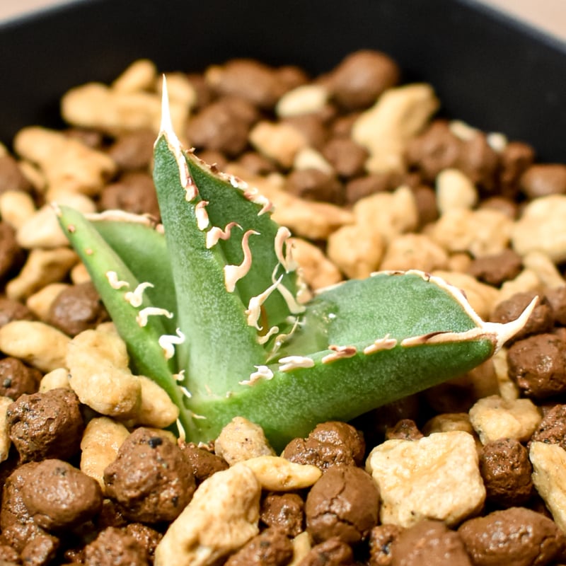 アガベ チタノタ ホオジロザメ 