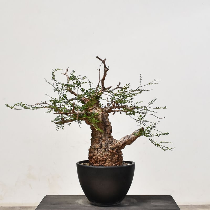 オペルクリカリア パキプス （発根済み） RF231565(T) | RAFLUM / ラフ