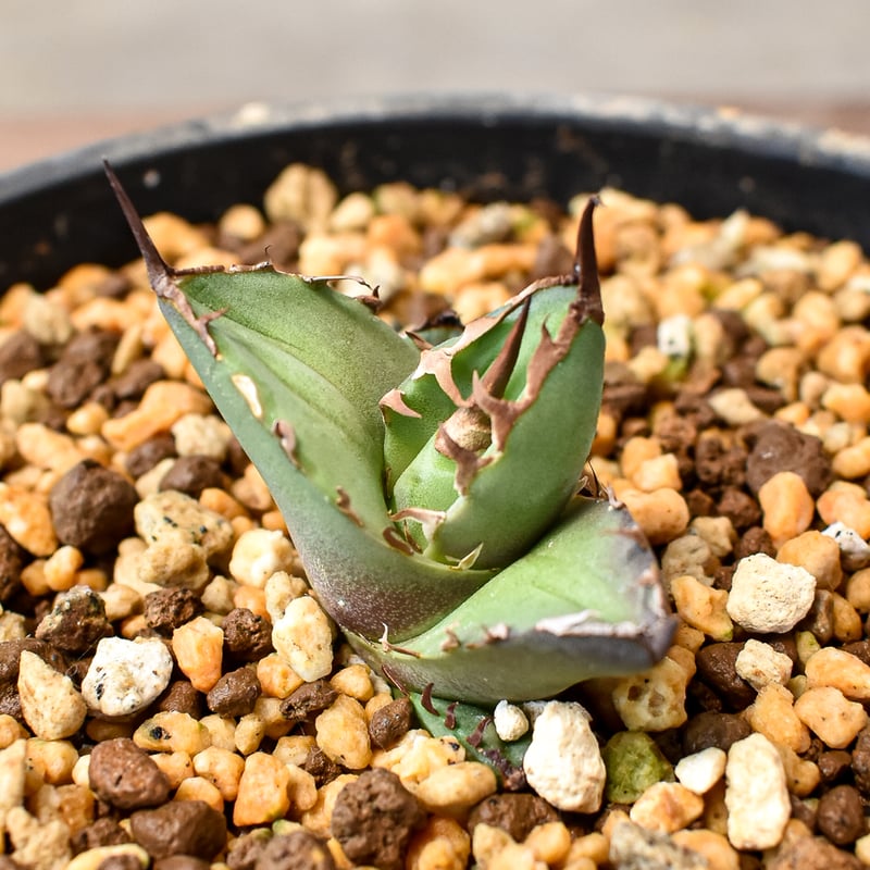 RAFLUMコレクション】アガベ チタノタ 