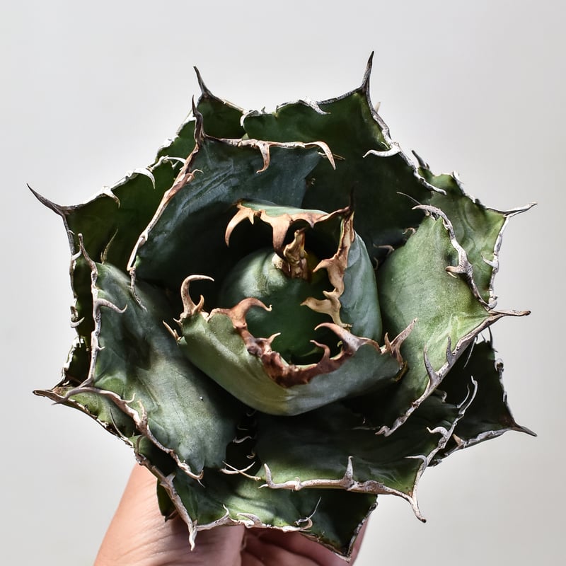 アガベ チタノタ 白鯨 