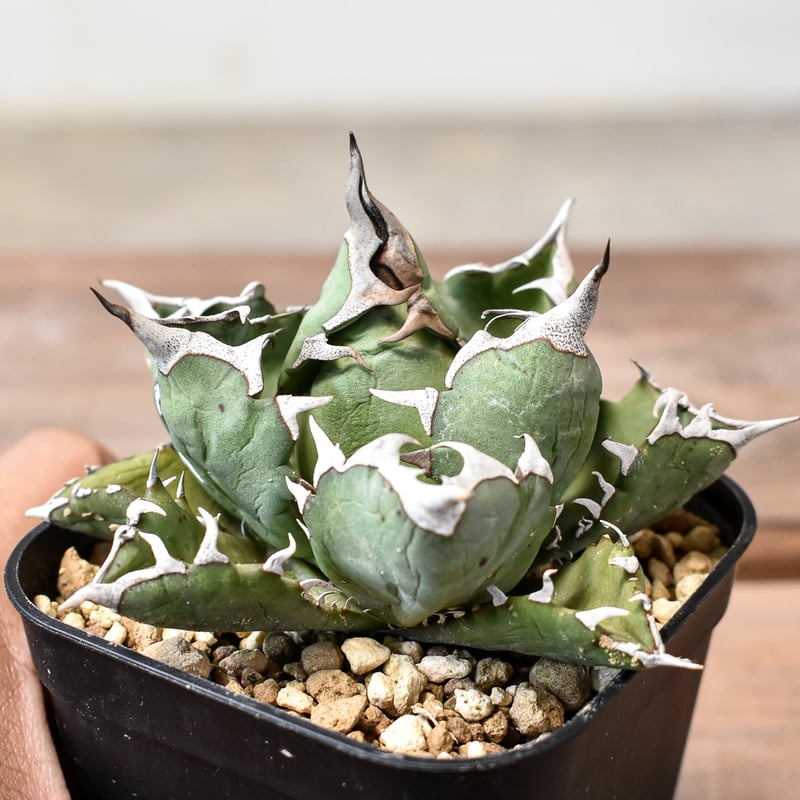 アガベ チタノタ ドワーフ / 