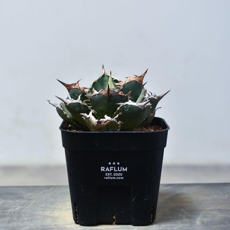 アガベ チタノタ 