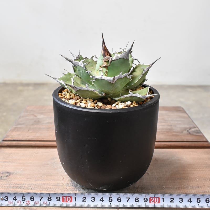 アガベ チタノタ 巨獣 【台湾 dragon agave産/発根済み/中株】DG2401190