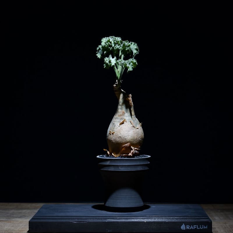 キフォステンマ マクロプス ソマリア産（発根済み）RF22902 | RAFLUM