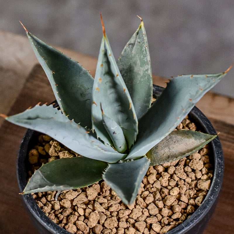 アガベ パリー 【白肌】 RF22735 | RAFLUM / ラフラム｜東京、大阪の塊