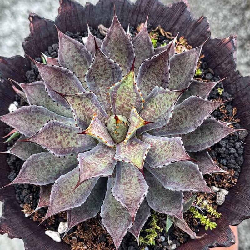 アガベ ハイブリット 