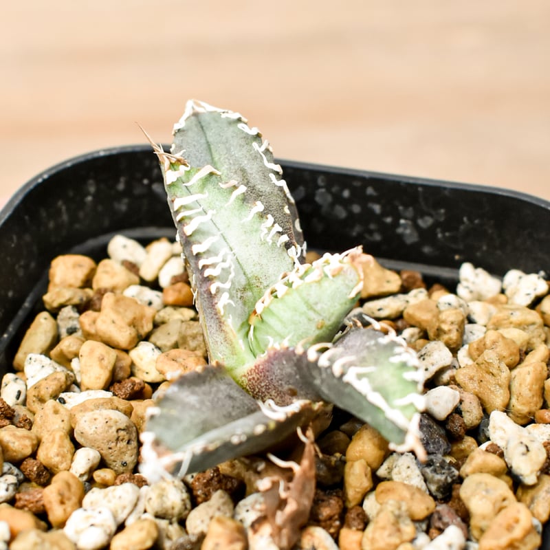 アガベ チタノタ ゴジラ 