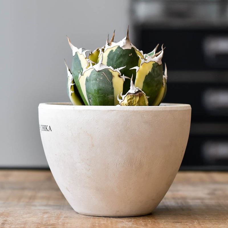 アガベ チタノタ スナグルトゥース【存在感抜群の大人気株！なかなか