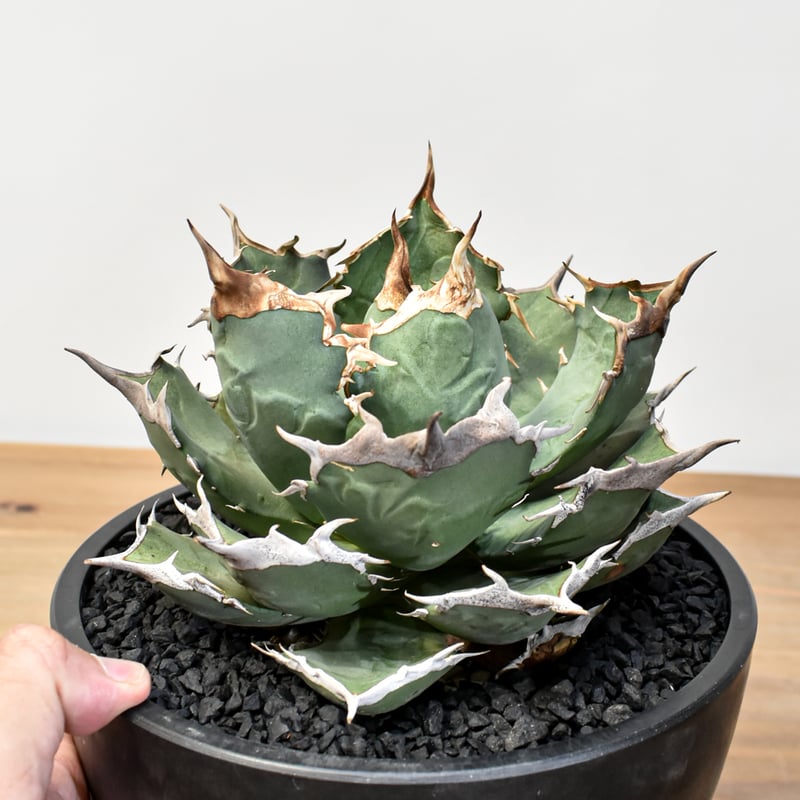 アガベ チタノタ 