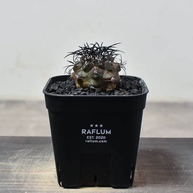 コピアポア グリセオビオラセア 