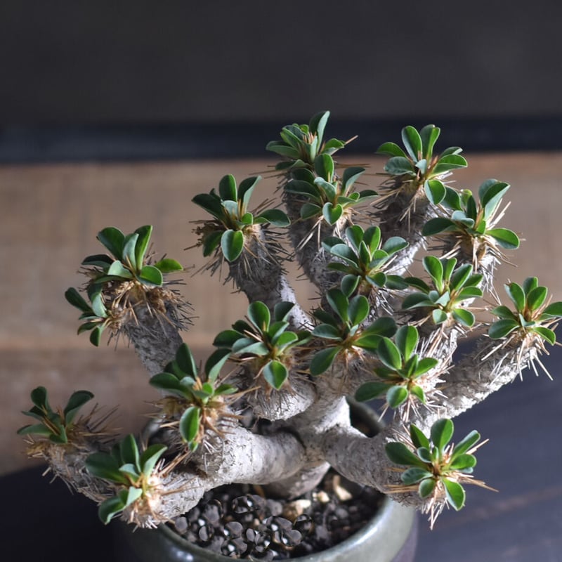 ユーフォルビア・ギラウミニアナ (現地球) RF22321 | RAFLUM / ラフラム