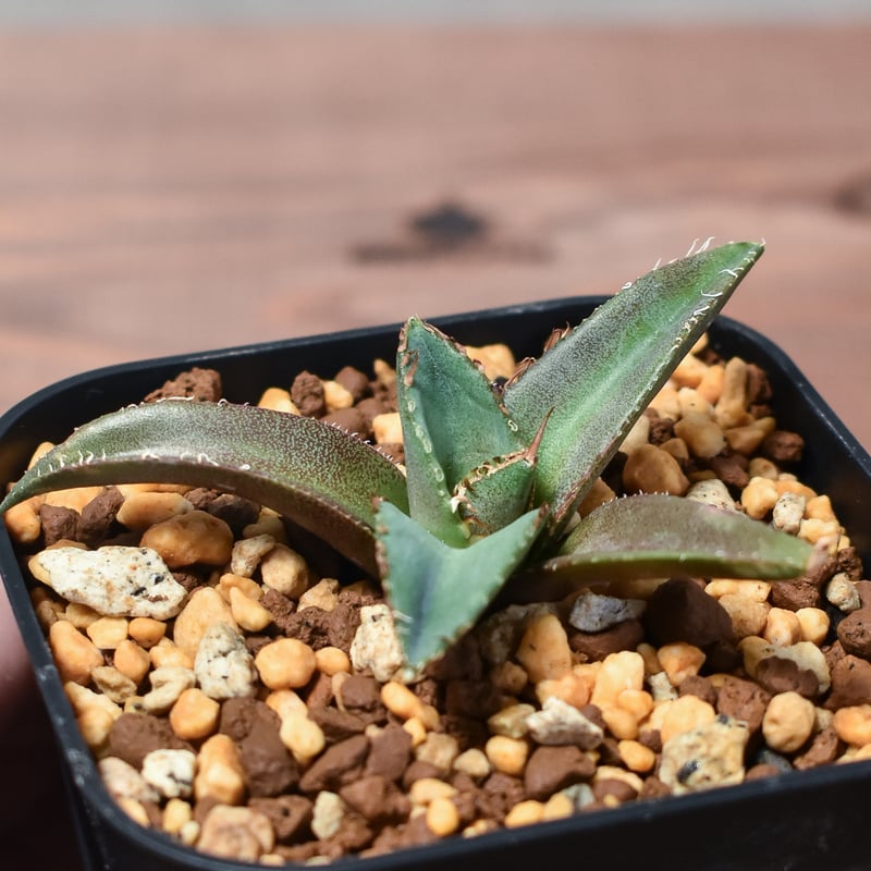 アガベ チタノタ シャークソード 