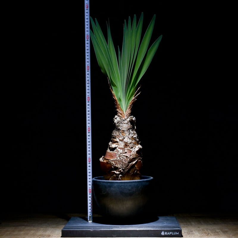 ブーファン ディスティチャ （発根済み）RF22464 | RAFLUM / ラフラム