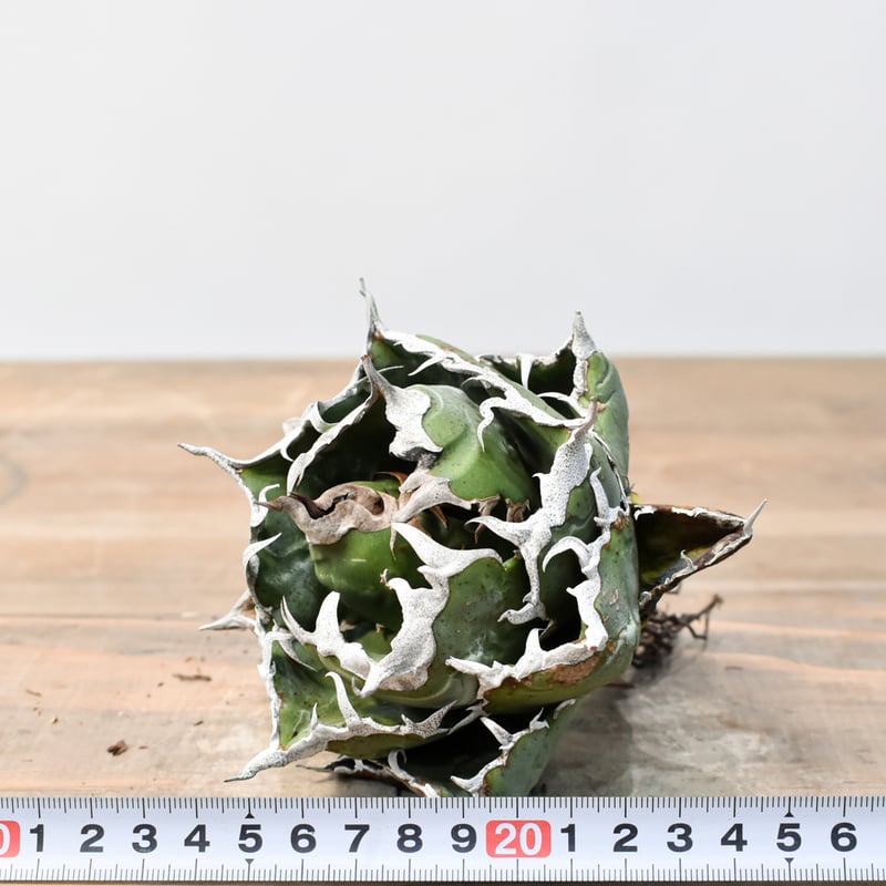 アガベ チタノタ “精品老白鯨” 【台湾 dragon agave産/抜き苗/中株】I