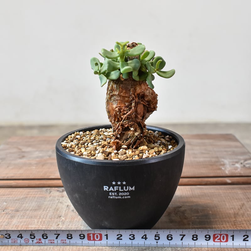 ケラリア ピグマエア 【発根済】H GM2402437(T) | RAFLUM / ラフラム｜