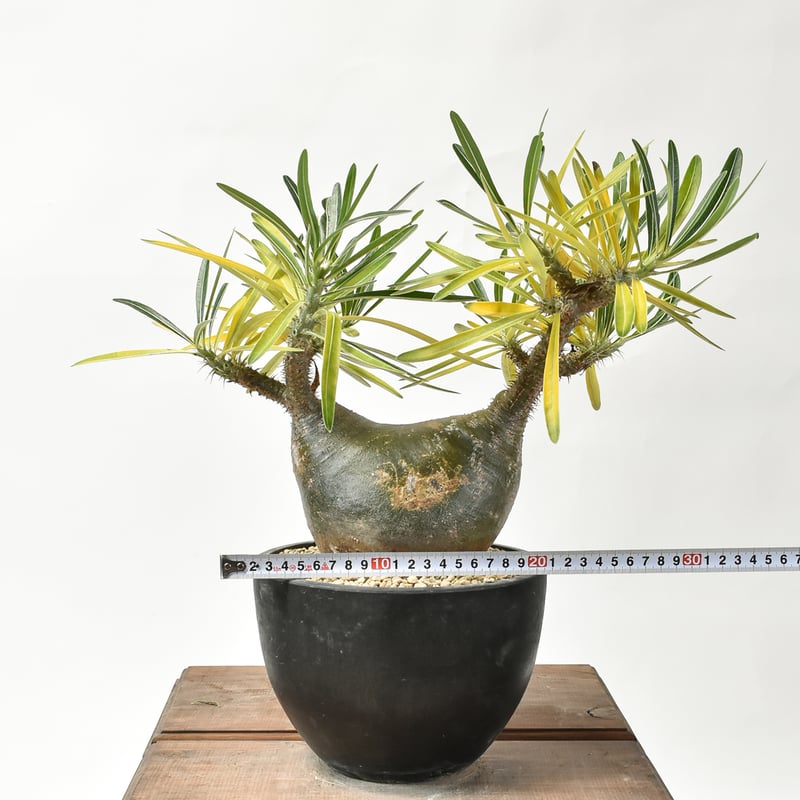 パキポディウム グラキリス 