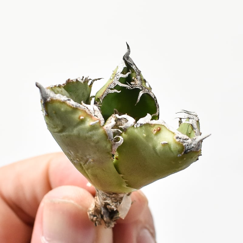 アガベ チタノタ 麻花龍 【台湾 berlin産/子株/抜き苗】D BE2402603(T)