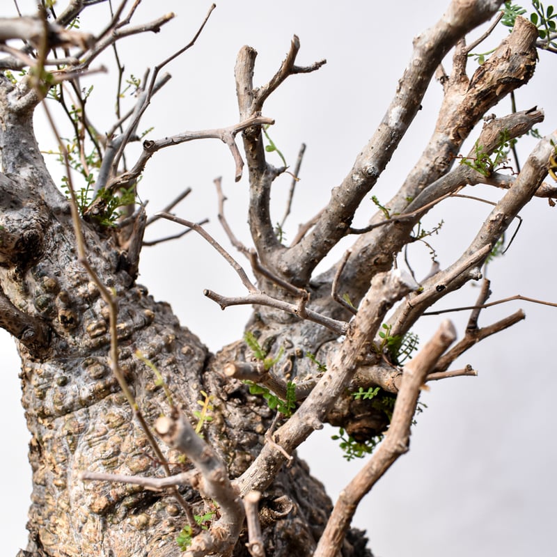 オペルクリカリア パキプス 