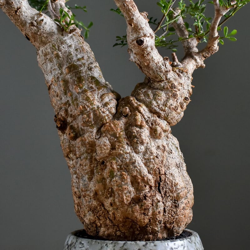 オペルクリカリア パキプス【手乗りサイズのこんもり形！厳選された良