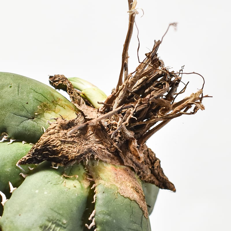 国内実生最高峰】アガベ オテロイ【OSPセレクト株 / 抜き苗 / 実生】44