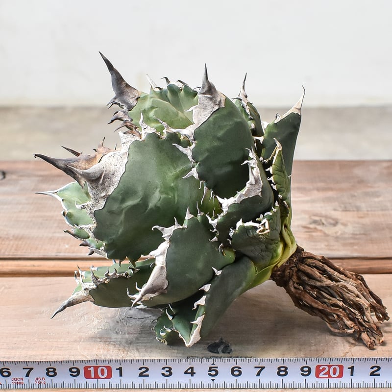 アガベ チタノタ ホワイトファイヤー / 白炎, 白火焔 