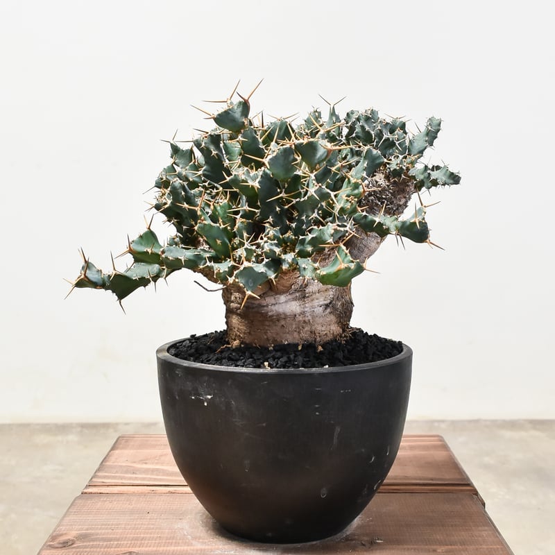 ユーフォルビア クラビゲラ 