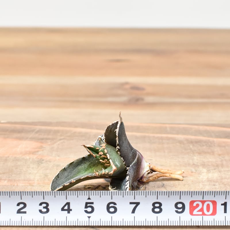 レア品種】アガベ チタノタ 