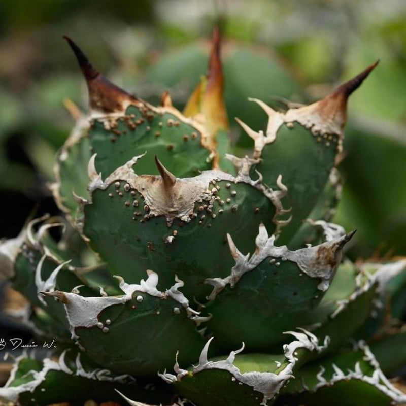 アガベ チタノタ DENNIS018 【台湾DENNIS産/発根済み/子株】E DN24