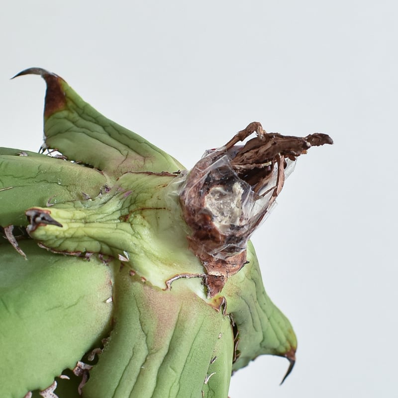 アガベ チタノタ チーター 