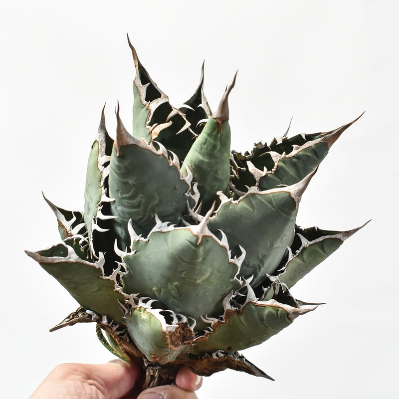 国内実生最高峰】アガベ オテロイ 