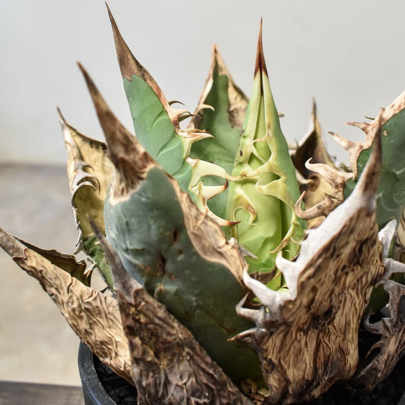 アガベ オアハカ 