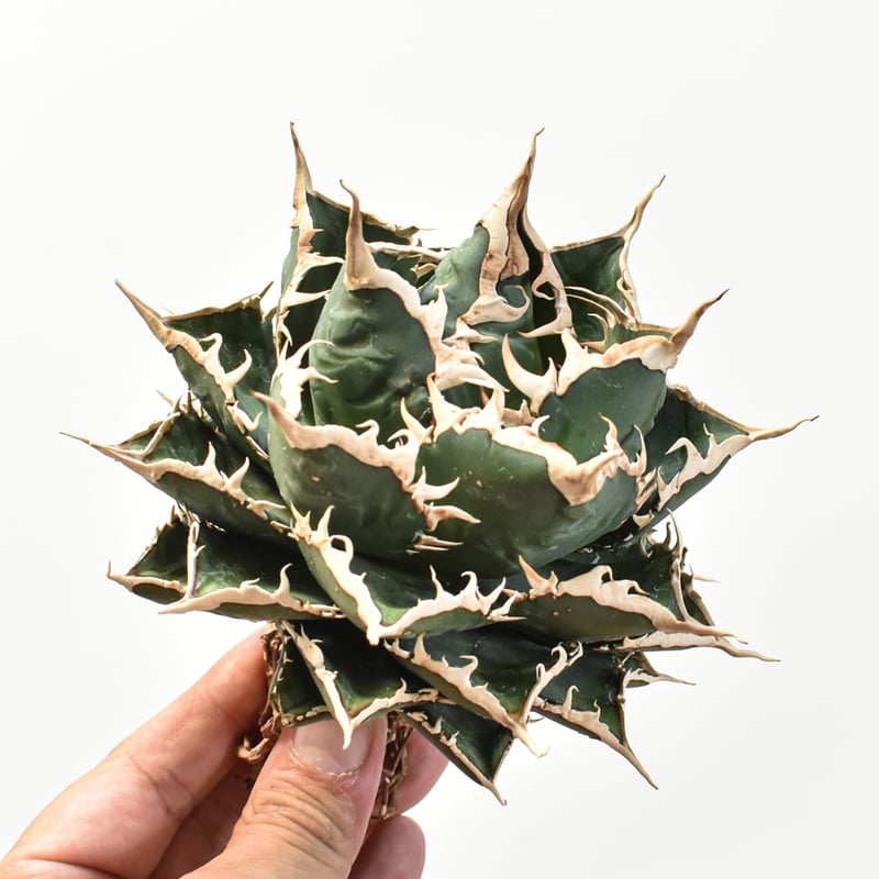 5CLAW】アガベ チタノタ 