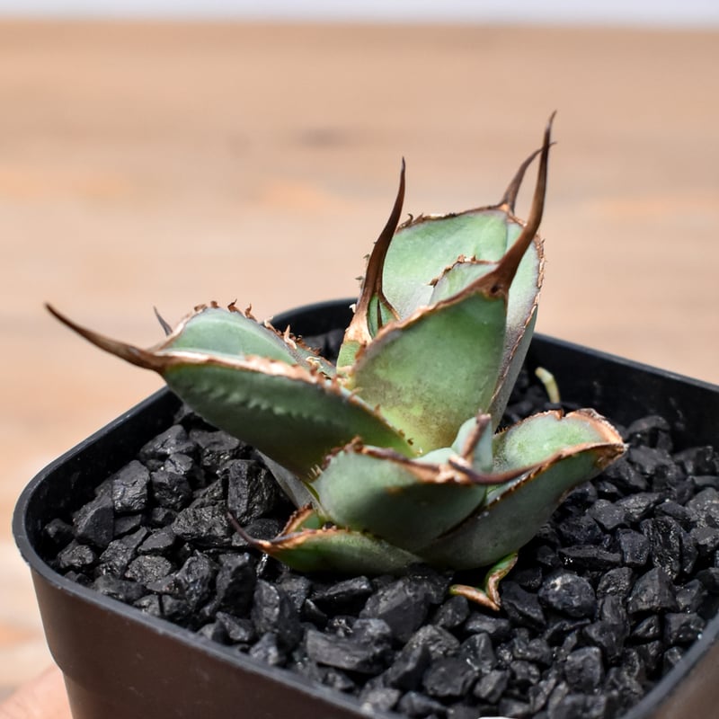 希少株】アガベ チタノタ 